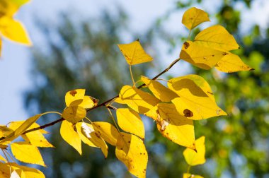 Doku, arka plan, desen. Bir ıhlamur ağacının sarı sonbahar yaprakları