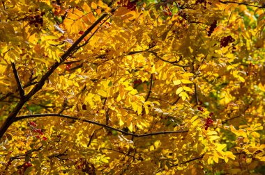 Doku, arka plan, desen. Sonbahar yaprakları dağ külleri, yel