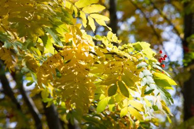 Doku, arka plan, desen. Kırmızı sarı yeşil sonbahar yaprakları 