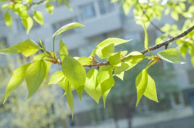 Arkaplan resmi dokusu, ilkbahar manzarası, ilk yapraklar. 