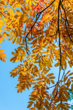Doku, arka plan, desen. Kırmızı sarı yeşil sonbahar yaprakları 