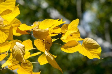 Doku, arka plan, desen. Keten yaprakları sarı renktedir.