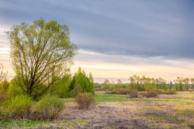 Bahar manzarası, gün doğumu. Ağaçlı çayır, kırsal arazi