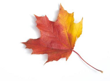 Doku, arka plan, desen. Sarı kırmızı akçaağaç yaprakları beyaz b üzerinde