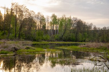 Bahar yemekleri. Bataklıklı güzel bir bahar manzarası, Sunr.