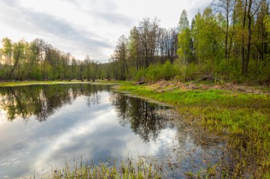 Bahar manzarası. Bataklığı olan güzel bir bahar manzarası, Güneş