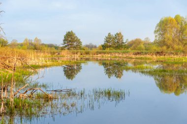 Bahar manzarası. Bataklığı olan güzel bir bahar manzarası, Güneş