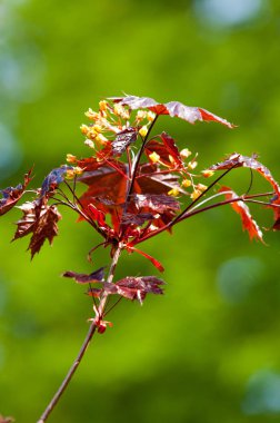 Acer rubrum kırmızı akçaağaç, bataklık, su ya da akçaağaç olarak da bilinir.,