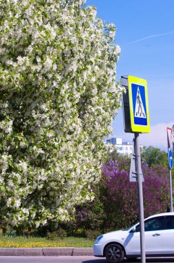 Bahar manzarası, elma. Bahar çiçekleri. Çiçek açan bir elma