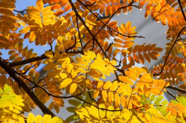 Doku, arka plan, desen. Akçaağaç Sonbahar ağaçta bırakır.