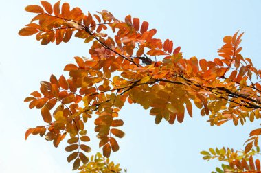 Doku, arka plan, desen. Kırmızı sarı yeşil sonbahar yaprakları 