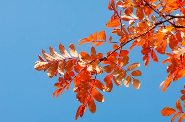 Doku, arka plan, desen. Kırmızı sarı yeşil sonbahar yaprakları 