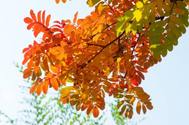 Doku, arka plan, desen. Kırmızı sarı yeşil sonbahar yaprakları 