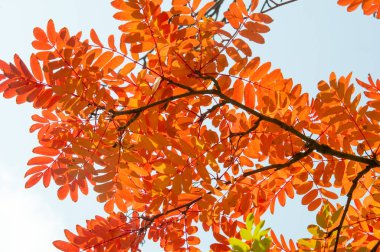 Doku, arka plan, desen. Sonbahar yaprakları dağ külleri, yel