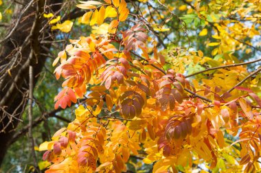 Doku, arka plan, desen. Kırmızı sarı yeşil sonbahar yaprakları 
