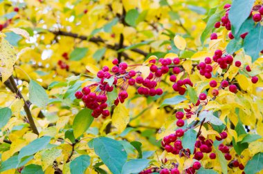 Doku, arka plan, desen. Sarı kırmızı sonbahar yaprakları ağaçta