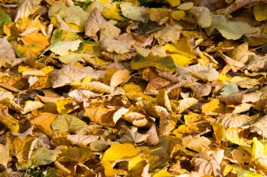 Doku, arka plan, desen. Sonbahar Yaprakları Yerde Yapraklar