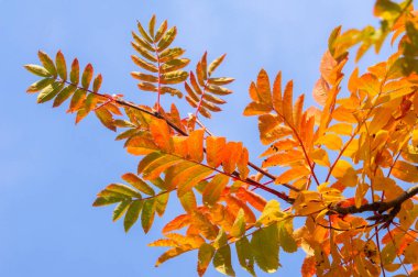 Doku, arka plan, desen. Kırmızı sarı yeşil sonbahar yaprakları 