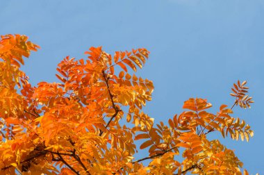 Doku, arka plan, desen. Kırmızı sarı yeşil sonbahar yaprakları 