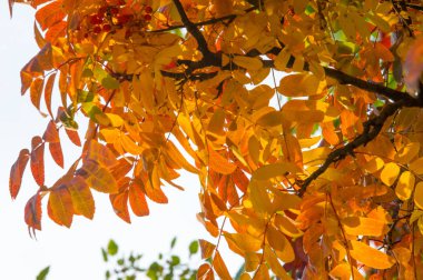 Doku, arka plan, desen. Kırmızı sarı yeşil sonbahar yaprakları 