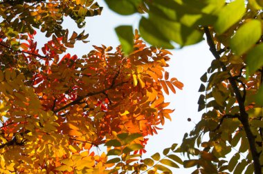 Doku, arka plan, desen. Sonbahar yaprakları dağ külleri, yel