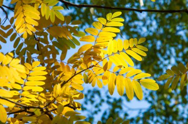 Doku, arka plan, desen. Kırmızı sarı yeşil sonbahar yaprakları 