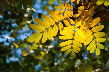 Doku, arka plan, desen. Sonbahar yaprakları dağ külleri, yel