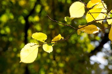 Parlak sonbahar yaprakları doğal ortamda. Sonbahar yaprakları 