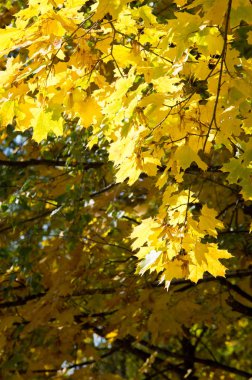 Doku, arka plan, desen. Sonbahar. Akçaağaç yaprakları, re