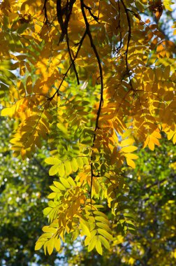 Doku, arka plan, desen. Sonbahar yaprakları dağ külleri, yel
