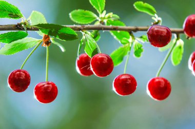 Kiraz şube büyüyor, Kırmızı Kiraz olgunlaştı