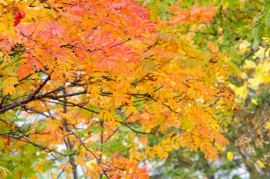 Doku, arka plan, desen. Ağacın altında kırmızı yapraklar.