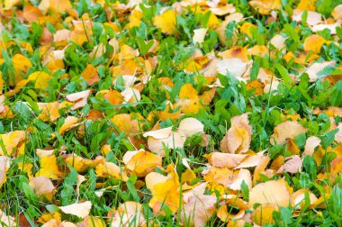 Doku, arka plan, desen. Sonbahar akçaağaç yaprakları.