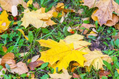 Doku, arka plan, desen. Sonbahar Yaprakları Yerde Yapraklar