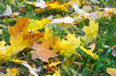 Doku, arka plan, desen. Sonbahar Yaprakları Yerde Yapraklar