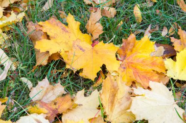 Doku, arka plan, desen. Sonbahar akçaağaç yaprakları.