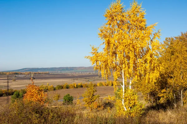 Höstlandskap, björkar ek lönn träd målades på hösten — Stockfoto