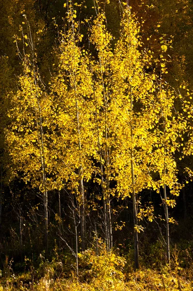 Paesaggio autunnale, betulle quercia acero sono stati dipinti in autunno — Foto Stock