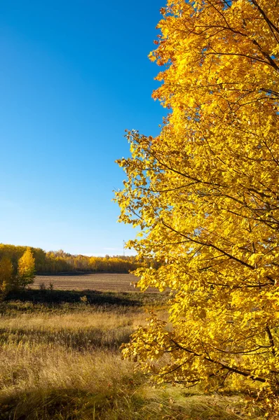 Autumn landscape, birches oak maple trees were painted in autumn — Stock Photo, Image