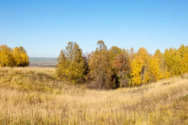 Höstlandskap, björkar ek lönn träd målades på hösten — Stockfoto