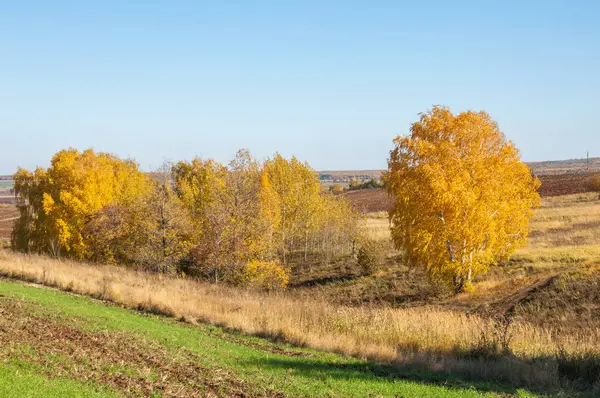 Höstlandskap, björkar ek lönn träd målades på hösten — Stockfoto