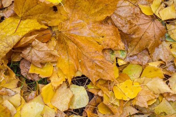 Textura, fondo, patrón. Hojas de otoño Hojas en el suelo —  Fotos de Stock
