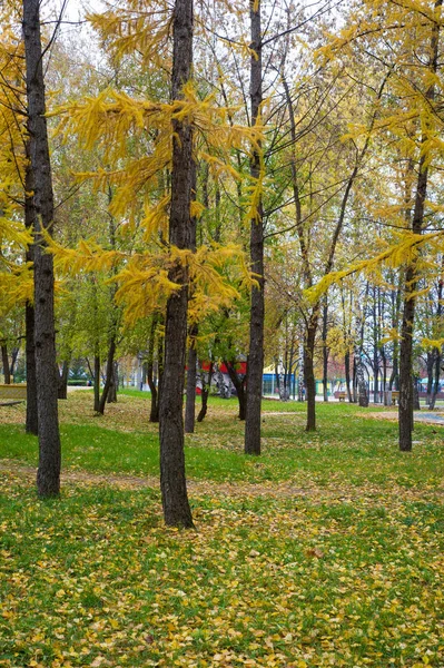 Textura, fondo, patrón. Agujas de otoño amarillo brillante de la —  Fotos de Stock