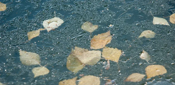 Hösten i parken, Is på vattnet i bassängen, bladen fr — Stockfoto