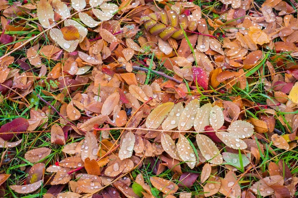 Texture, sfondo, pattern. Foglie d'autunno Foglie a terra — Foto Stock