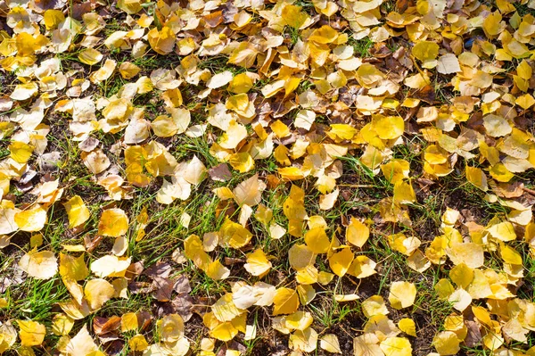 Textura, fondo, patrón. Hojas de otoño Hojas en el suelo — Foto de Stock