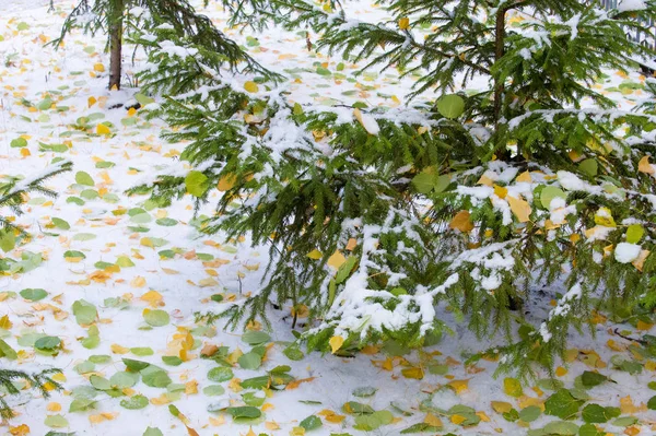 Paisaje de otoño. Las hojas son amarillas en la primera nieve. Color. —  Fotos de Stock