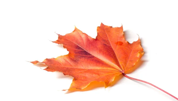 Foto del estudio, Hojas de otoño. Hojas de arce. amarillo rojo verde . — Foto de Stock