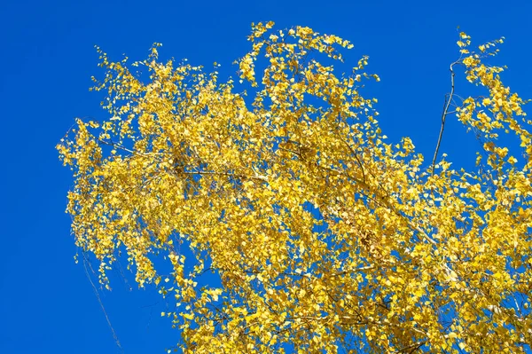 Текстура, фон, рисунок. Желтые осенние листья березы на — стоковое фото