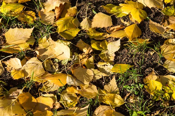 Текстура, фон, візерунок. Осіннє листя на землі — стокове фото